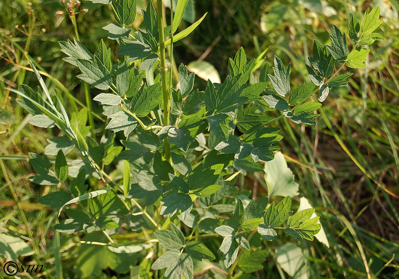 Image of Thalictrum flavum specimen.
