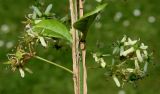 Euonymus alatus