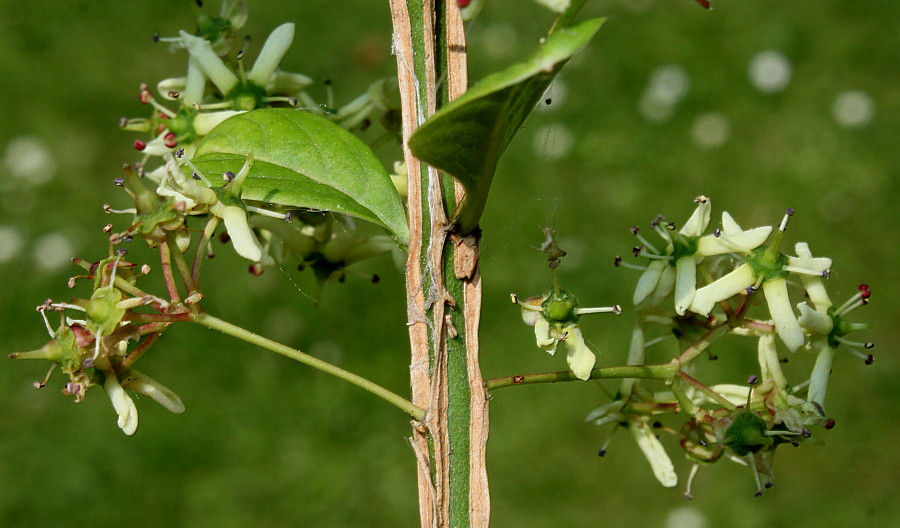 Image of Euonymus alatus specimen.