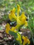 Corydalis sewerzowii. Соцветие. Южный Казахстан, предгорья Таласского Алатау, лесопосадки у ст. Абаил. 18 апреля 2011 г.