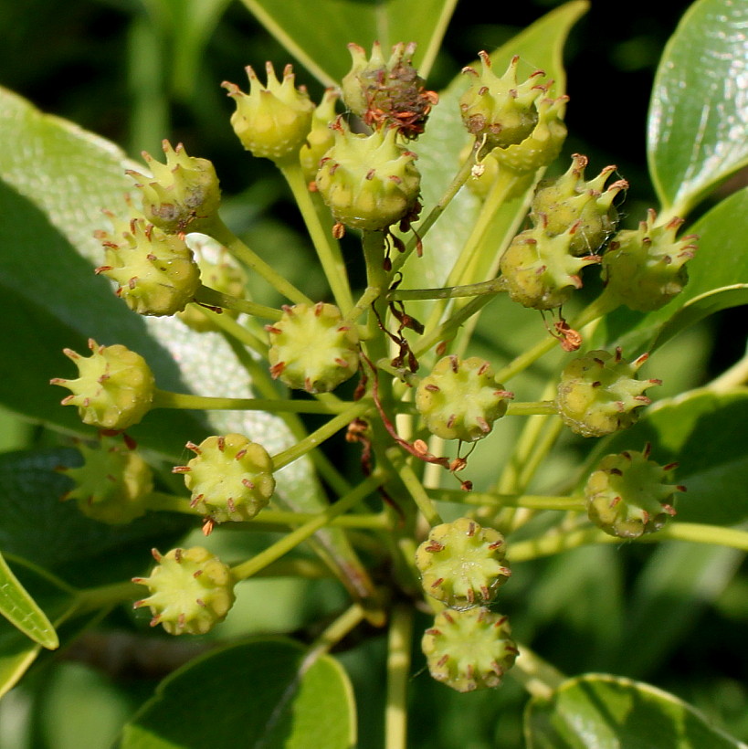 Image of Trochodendron aralioides specimen.