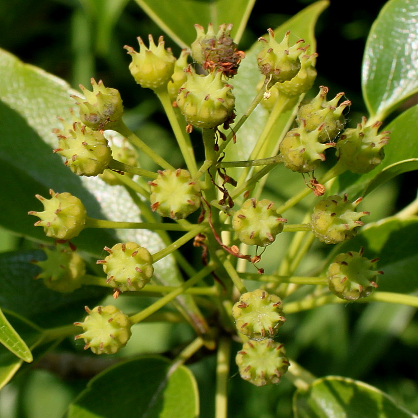 Изображение особи Trochodendron aralioides.