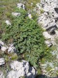 Juniperus hemisphaerica