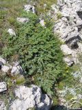 Juniperus hemisphaerica. Можжевеловый стланик. Крымский природный заповедник, Бабуган-Яйла. 19.07.2009.