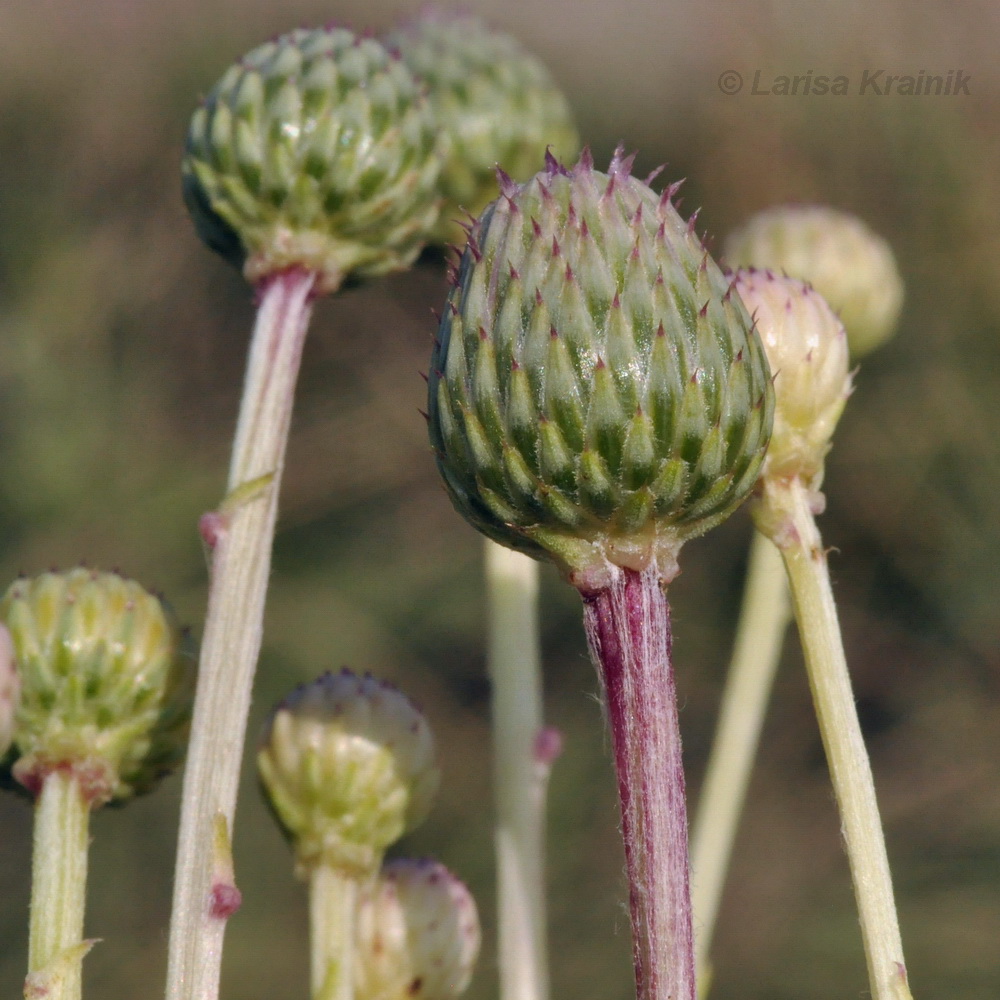 Image of Cirsium setosum specimen.