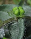 Nonea rossica