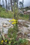 Calceolaria myriophylla