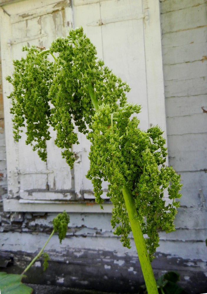 Image of Astilboides tabularis specimen.