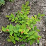 Hypericum androsaemum