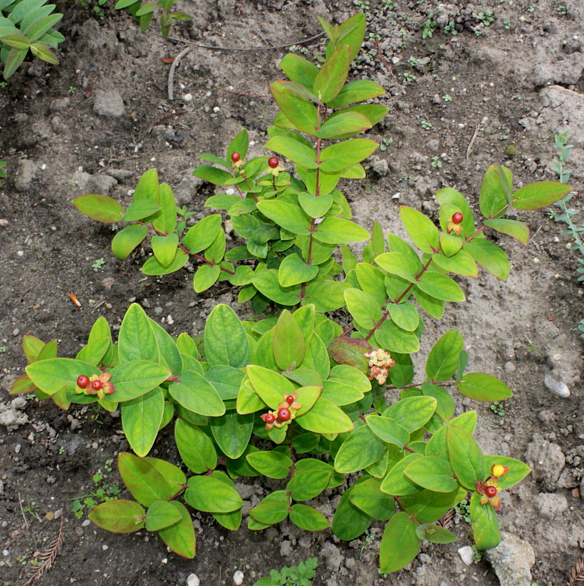 Изображение особи Hypericum androsaemum.