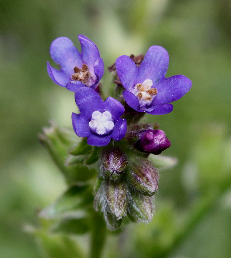 Image of genus Anchusa specimen.