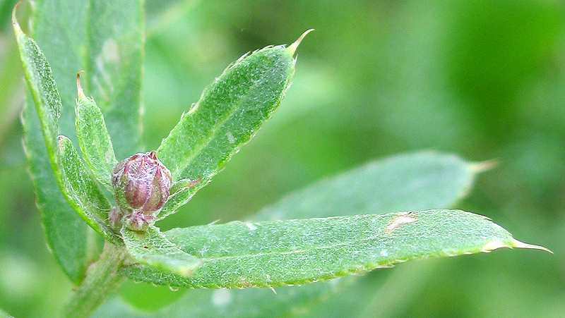 Изображение особи Cirsium setosum.