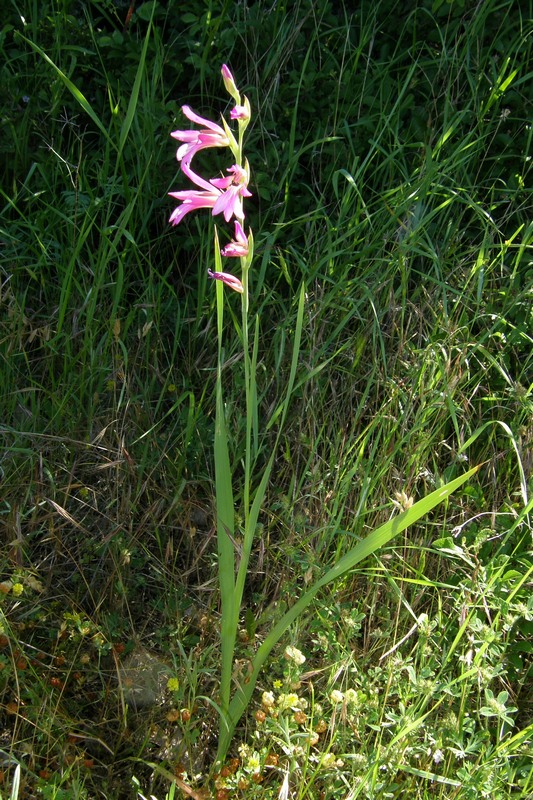 Image of Gladiolus italicus specimen.
