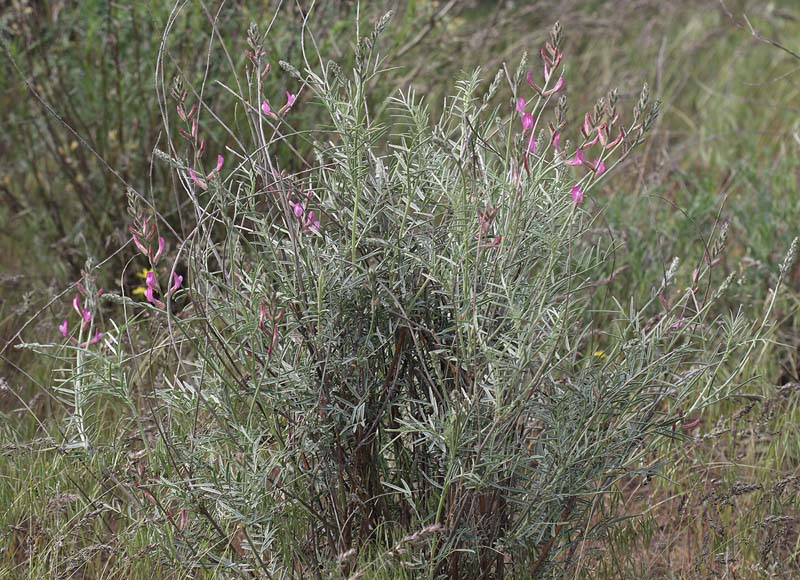 Изображение особи Astragalus astrachanicus.
