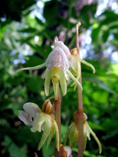 Image of Epipogium aphyllum specimen.