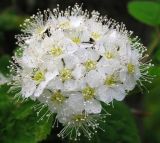 Spiraea ussuriensis