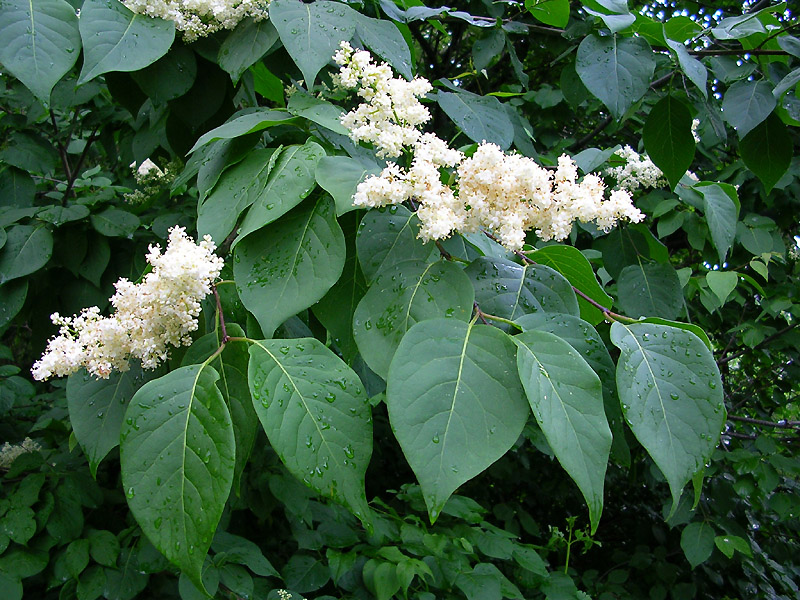 Изображение особи Syringa amurensis.