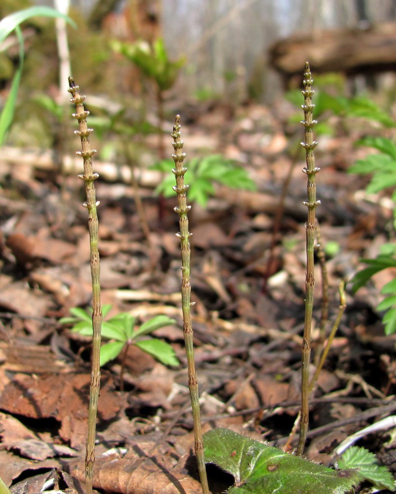 Изображение особи Equisetum pratense.