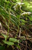 Moneses uniflora