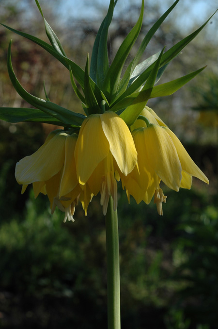 Image of Fritillaria imperialis specimen.