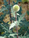 Echinops chantavicus