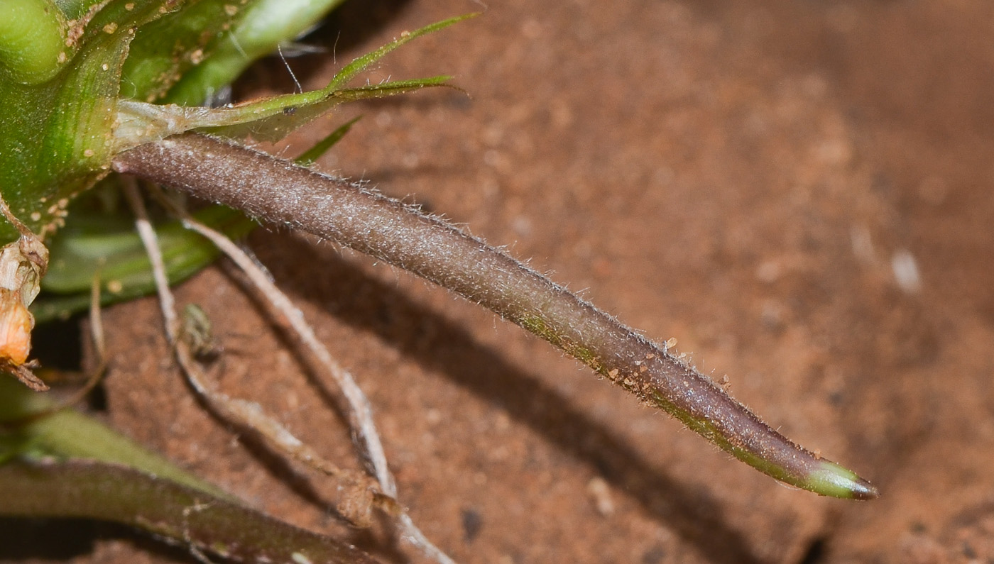 Изображение особи Arachis hypogaea.