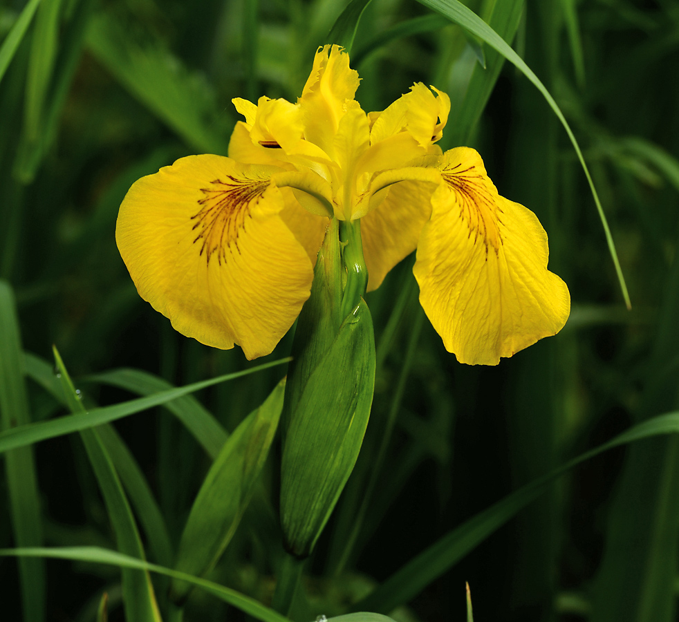 Изображение особи Iris pseudacorus.