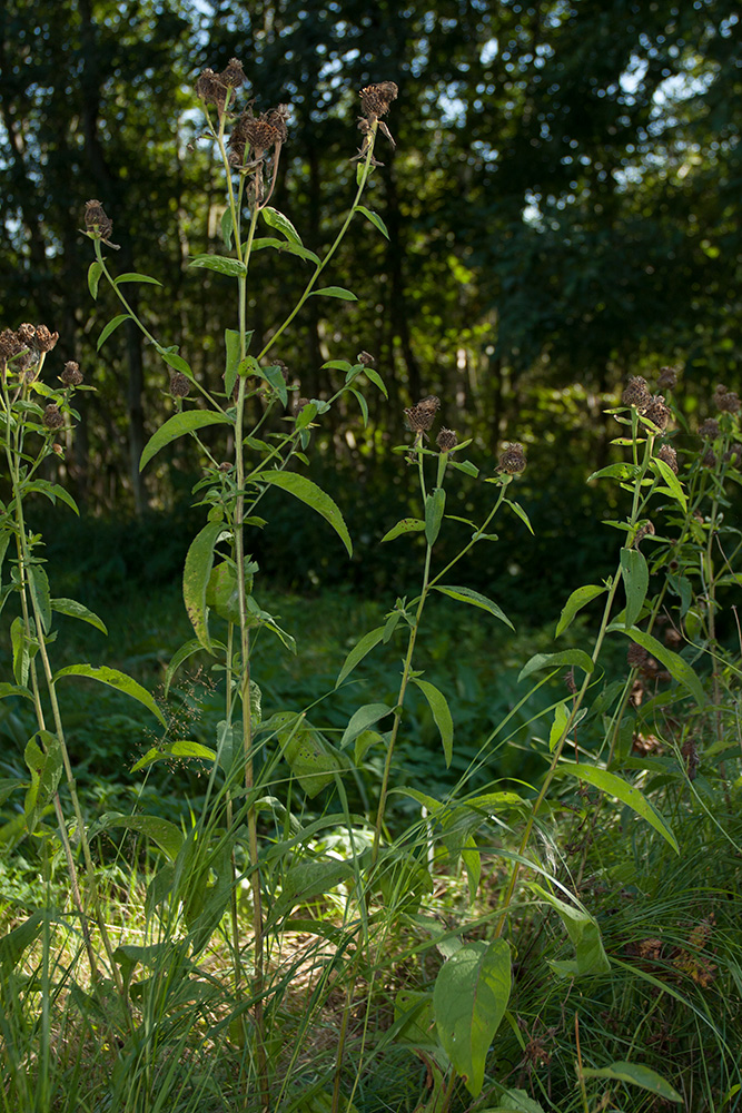 Изображение особи Centaurea phrygia.
