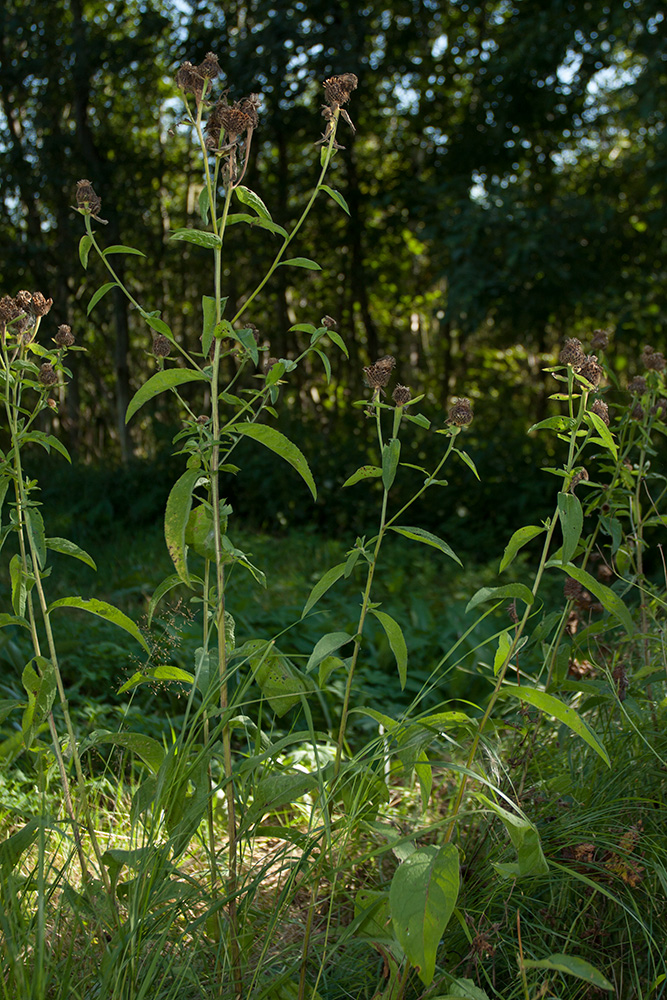 Image of Centaurea phrygia specimen.