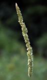 Phleum phleoides. Соцветие. Белгородская обл., Борисовский р-н, ур. \"Острасьев яр\", луговая степь. 30.06.2009.