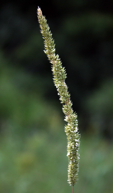 Изображение особи Phleum phleoides.