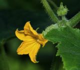 Cucumis sativus. Цветок с завязью плода. Московская обл., Раменский р-н, окр. дер. Хрипань, садовый участок. 16.08.2015.