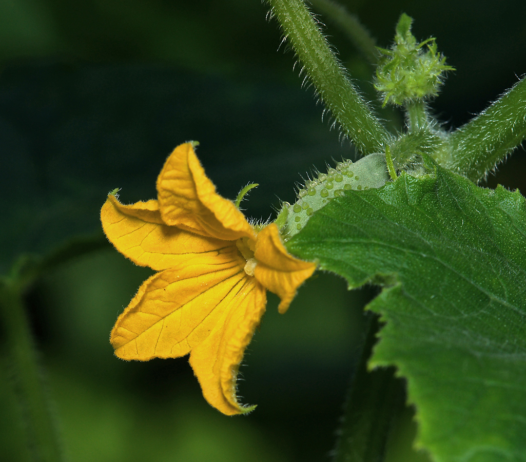 Изображение особи Cucumis sativus.