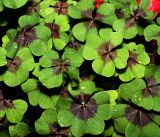 Oxalis tetraphylla. Листья (культвар Oxalis Deppei Iron Cross). Московская обл., Раменский р-н, окр. дер. Хрипань, садовый участок. 07.09.2015.