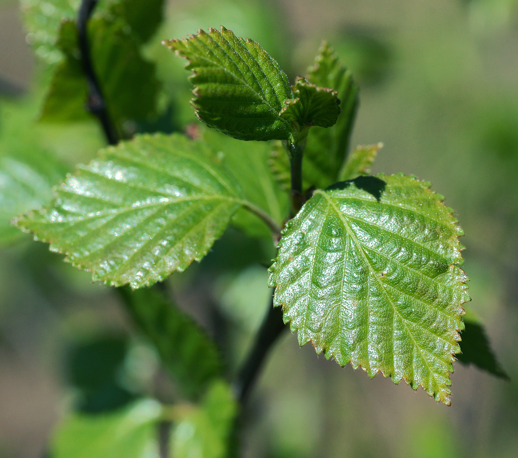 Изображение особи Betula pendula.