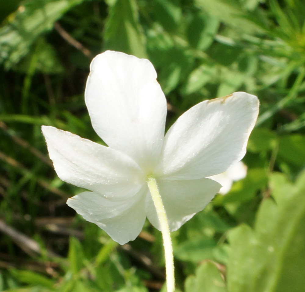 Изображение особи Anemone umbrosa.