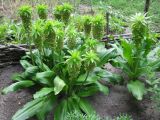 Eucomis bicolor