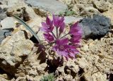 Allium oreophilum