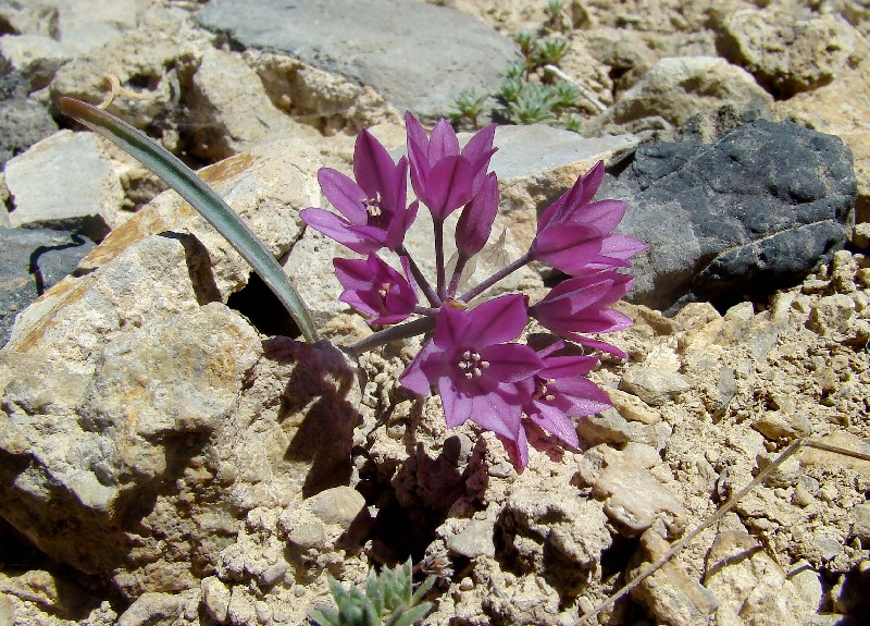 Изображение особи Allium aksuzhabagliense.