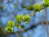 Ulmus pumila