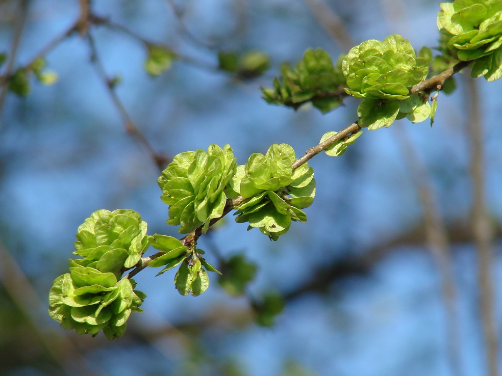 Изображение особи Ulmus pumila.