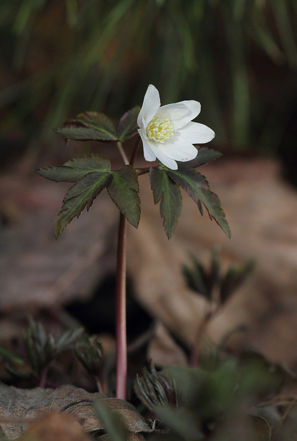 Изображение особи Anemone altaica.