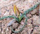 Tulipa tetraphylla. Зацветающее растение. Кыргызстан, Нарынская обл., правый берег долины р. Нарын, ~ 2300м н. у. м., окр. с. Таш-Булак. 25.04.2015.