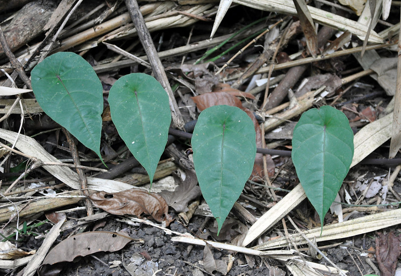 Image of Stephania capitata specimen.