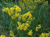 Galium verum. Соцветие. Челябинская обл., окр. г. Челябинск, Золотая горка, разнотравная поляна в берёзовом лесу. 30.06.2014.