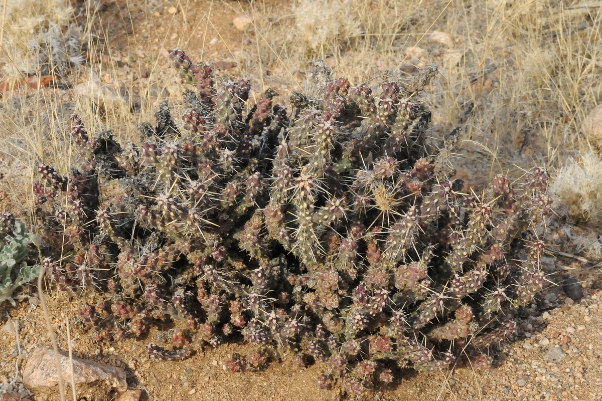 Image of Grusonia pulchella specimen.