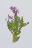 Chorispora tenella