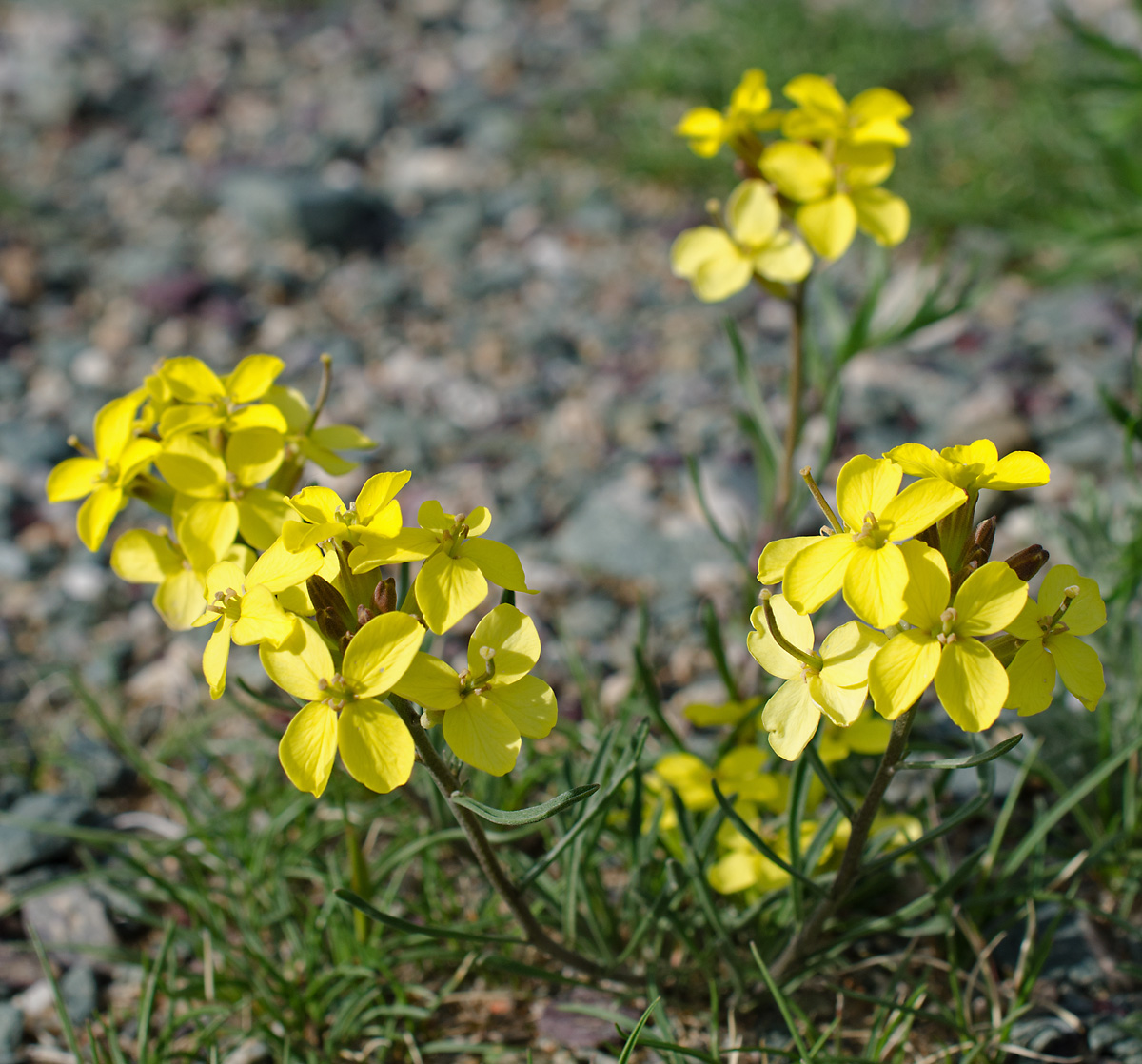 Изображение особи Erysimum flavum.