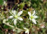 Saxifraga spinulosa. Цветки. Якутия (Саха), окр. пос. Чульман, руч. Локучакит. 20.07.2012.