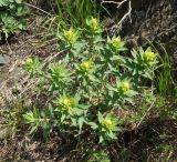 Euphorbia macrorhiza